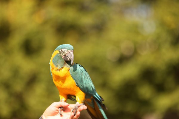 Essential Guide to Properly Hand-Rearing Orphaned British Robins: Techniques for Success