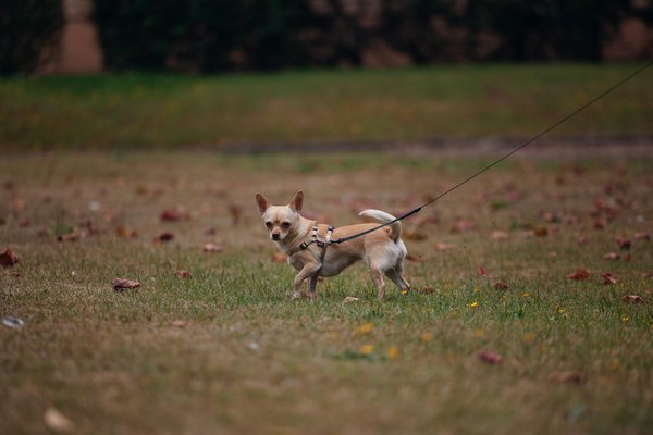 Empowering uk communities: your role in protecting local bat species