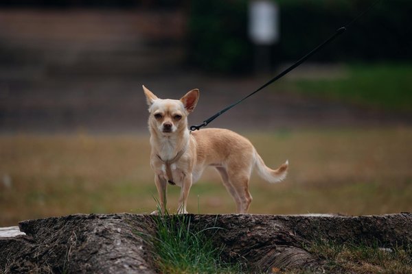 Ultimate cat care: your essential guide to tracking feline breathing and identifying respiratory problems at home
