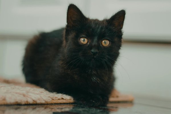 Ultimate guide to long-haired chihuahua grooming: prevent matting with these expert tips!