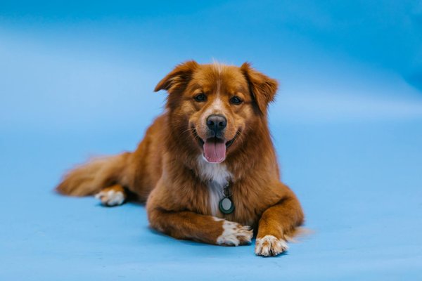 Creating a balanced diet for your hyperthyroid cat: effective strategies for weight management and energy boost